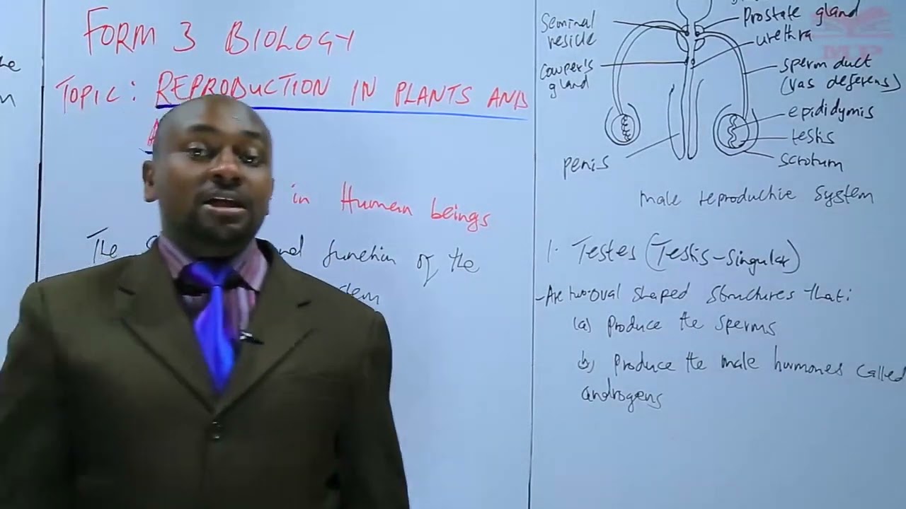 REPRODUCTION IN ANIMALS-Reproduction in human beings