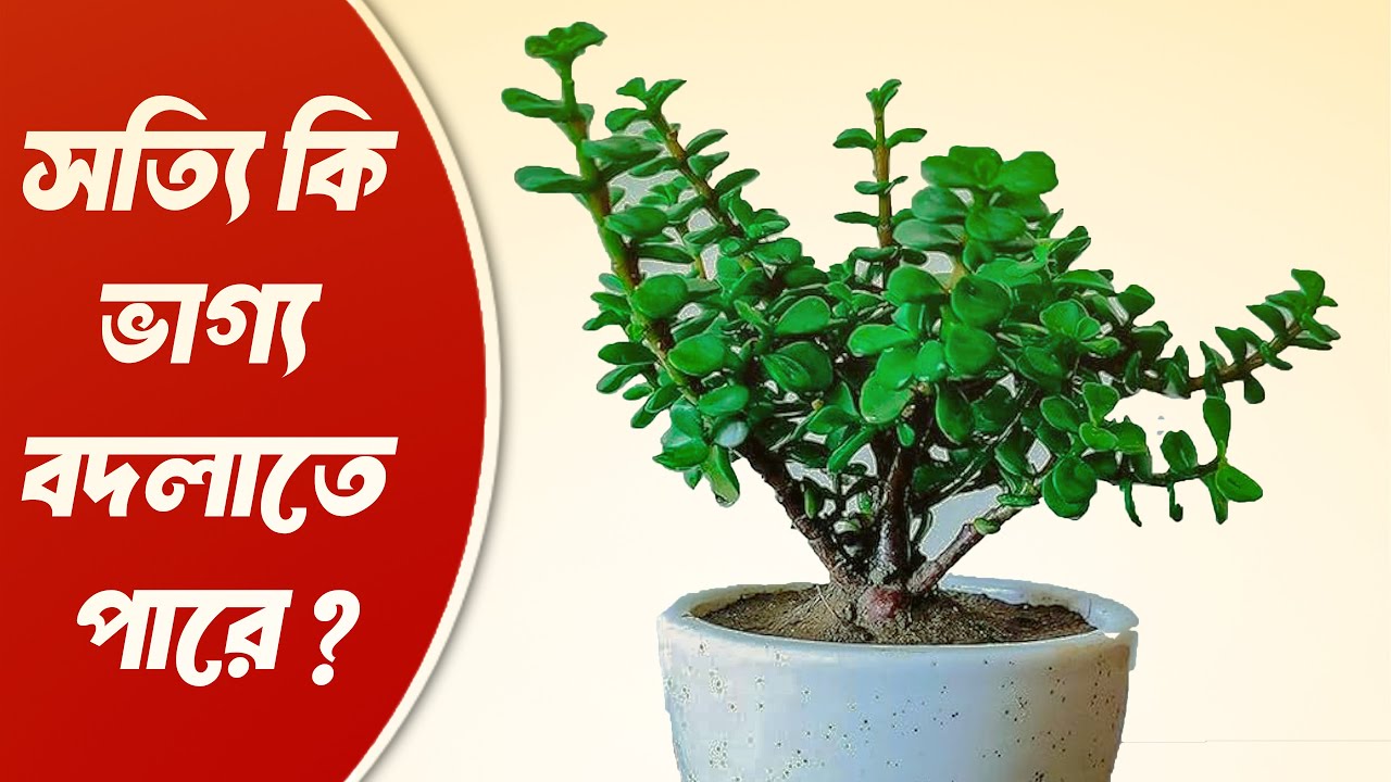 কিভাবে আমরা জেড প্লান্ট লাগাবো বাড়িতে || How To Grow Jade Plant At Home