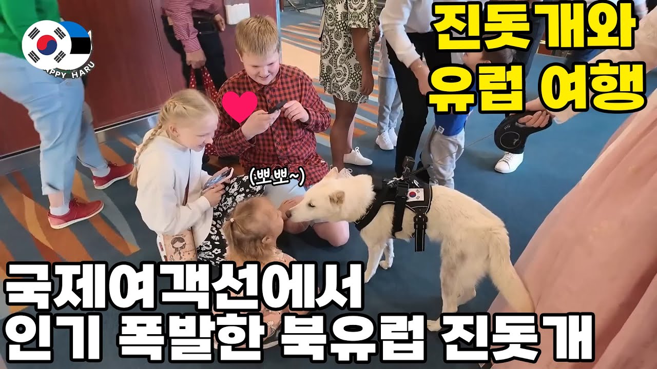 진돗개, 북유럽 국제여객선 첫 탑승! 외국인들 반응 폭발ㅋㅋ