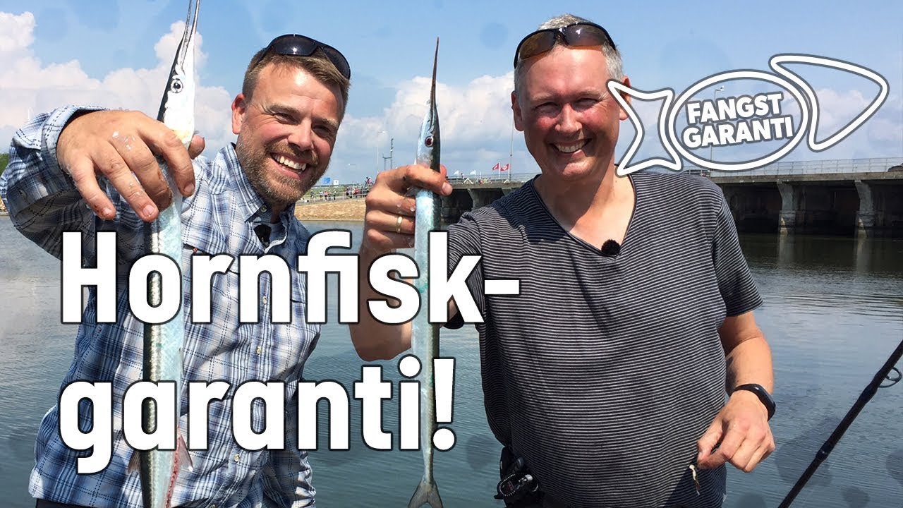 Fangstgaranti: Hornfisk i Hvide Sande