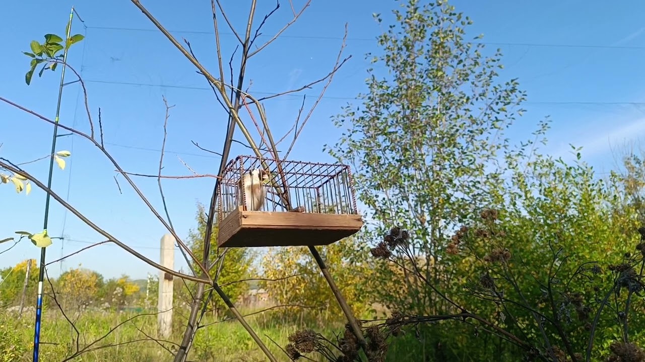 Ловля щеглов 15.09.2023.