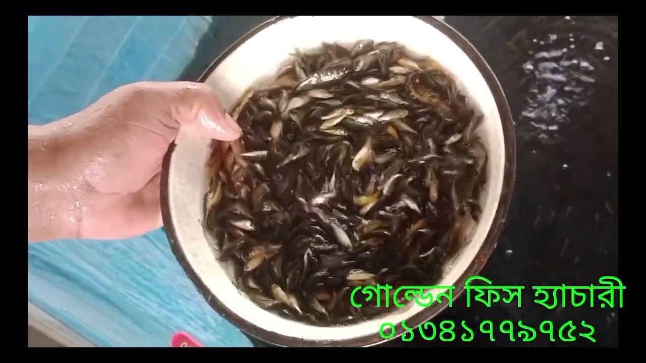 কম দামে মাছের চারা পোনা কিনুন গোল্ডেন ফিস হ্যাচারী থেকে। চাঁচড়া সবজি যশোর। ০১৩৪১৭৭৯৭৫২
