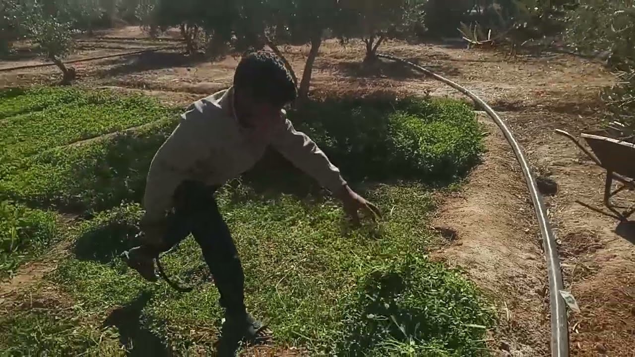 قص نبات البرسيم واطعام الماعز والارانب 🌾🐐