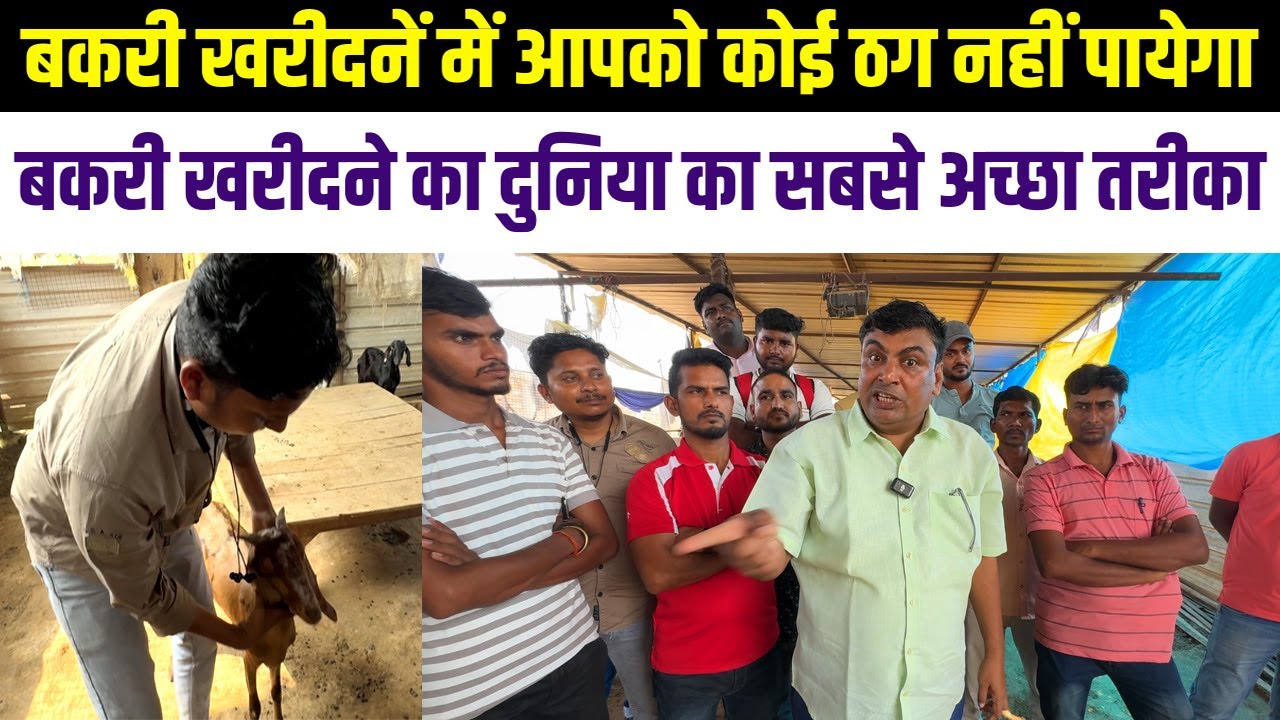 बकरी खरीददारी में ठगी से बचना हो तो जानिए SUDHIR SIR से GOAT PURCHASE का बेस्ट तरीका || GOAT FARMING