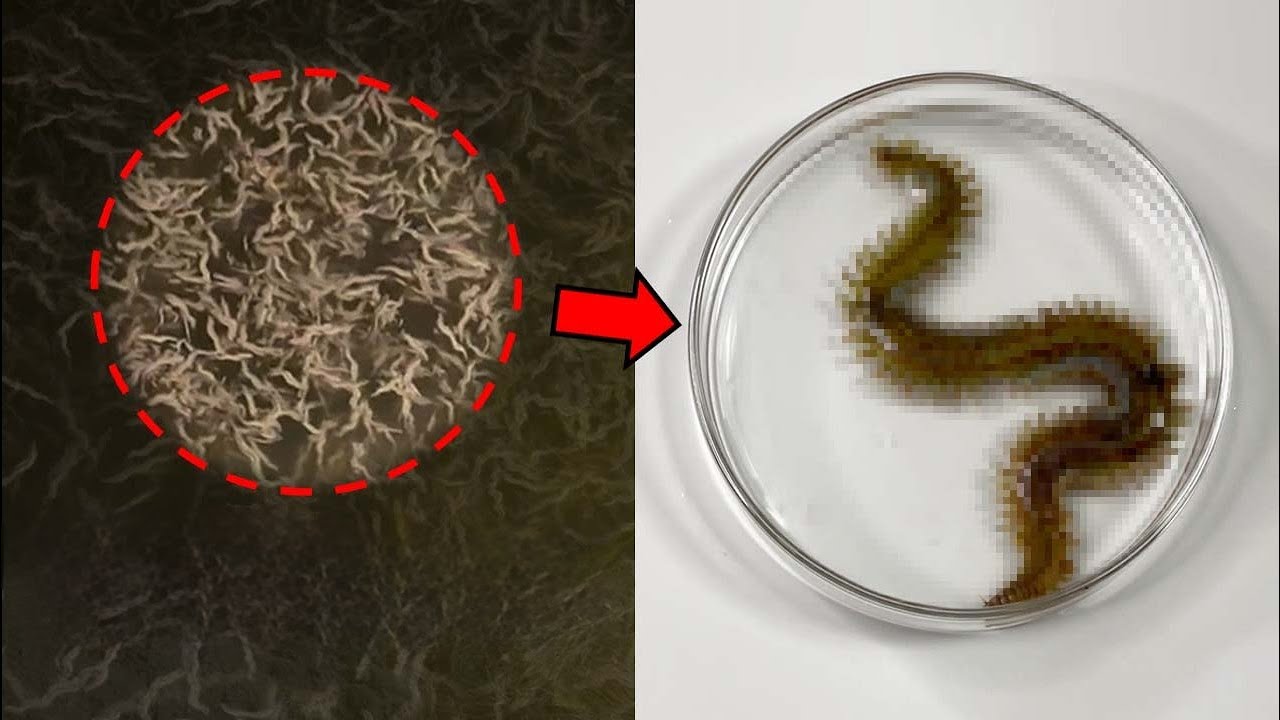 The True Identity of the Creatures Covering the River’s Surface...