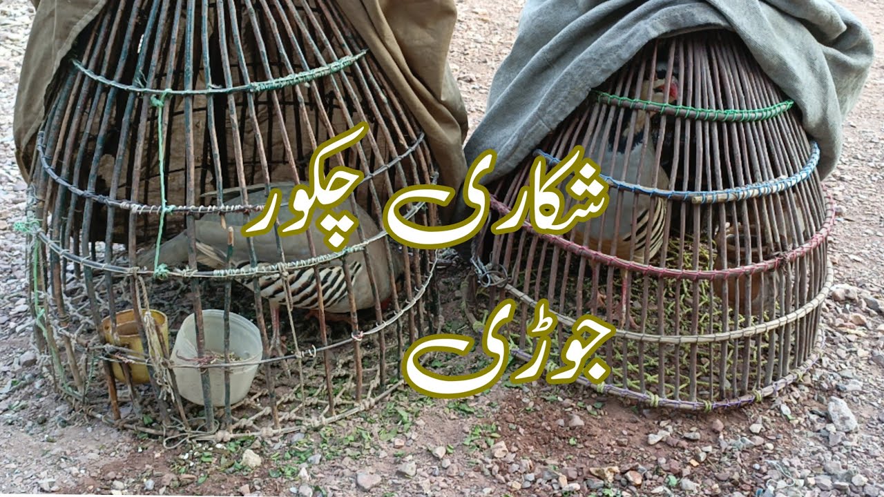 شکاری چکور جوڑے کی اواز | dişi keklik sesi orjinal | chakor ki awaz#keklik #الحجل #کبک