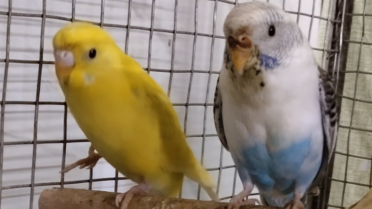 🐦🕊️ BUDGIE ENJOYING #BIRDS 🦜#LIVE🐤 #VIRAL #BIRDBUDGIE👀🐦🕊️