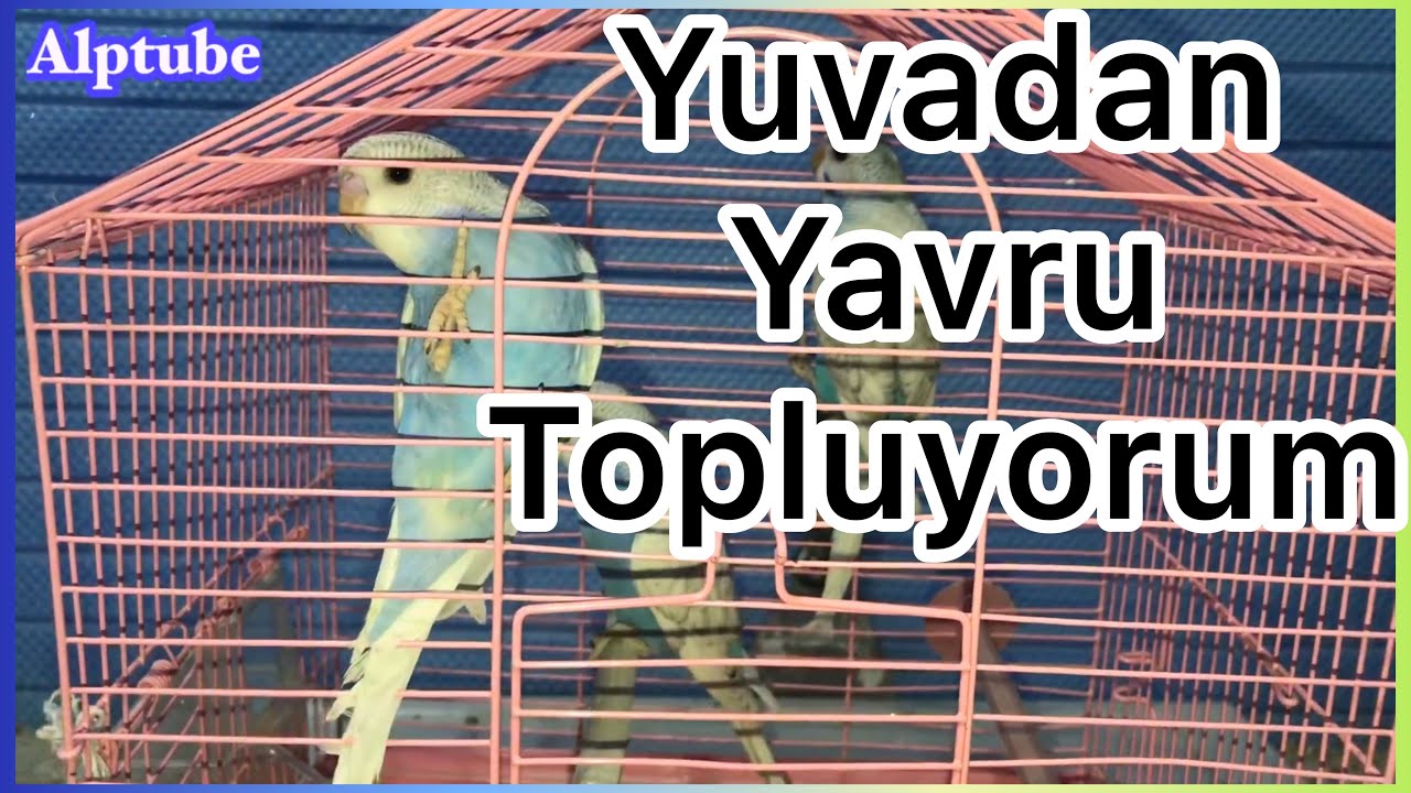 Yavrular Yeme Düştü Yuvalardan Yavru Topluyoruz