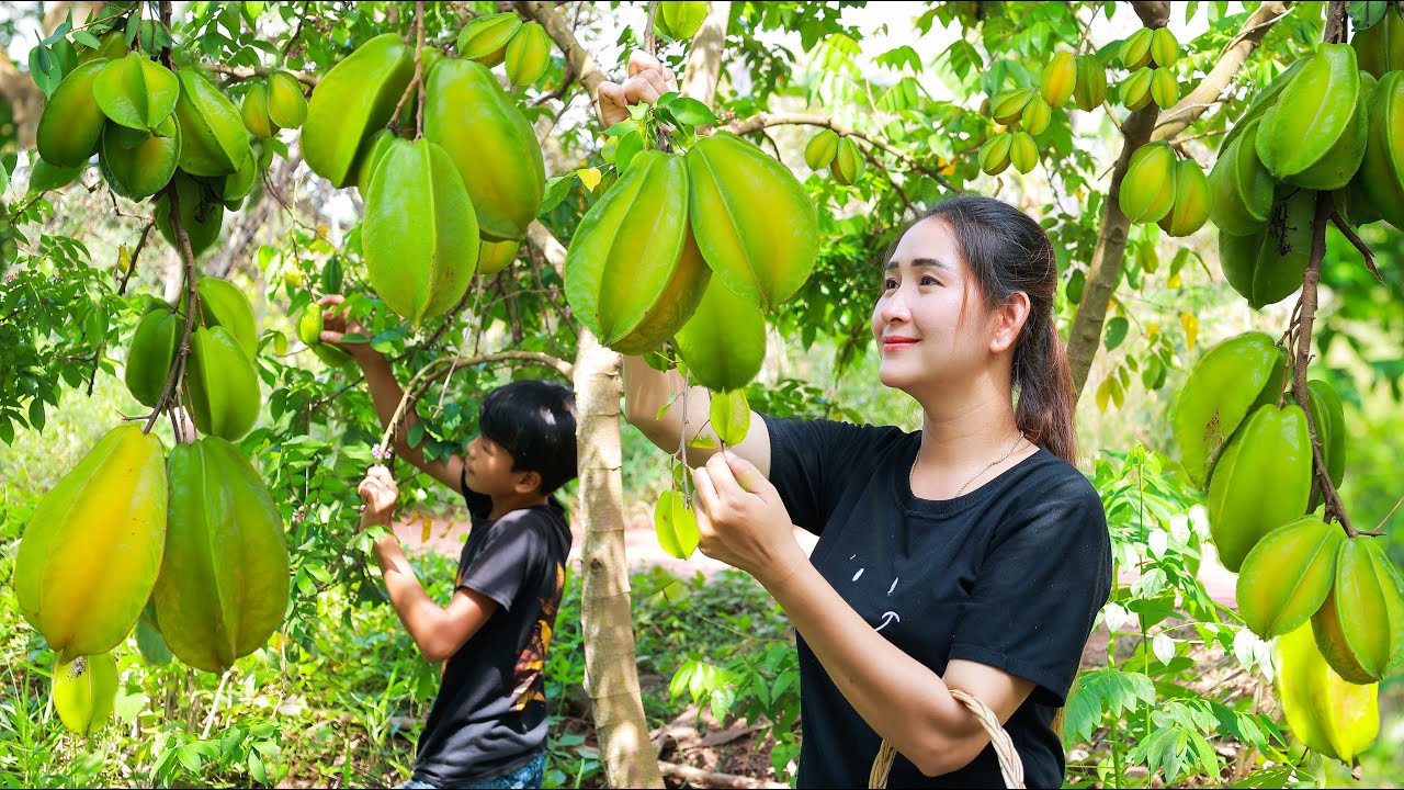 Have you ever eat young star fruit like this | Picked star fruit along the road | Star fruit eating