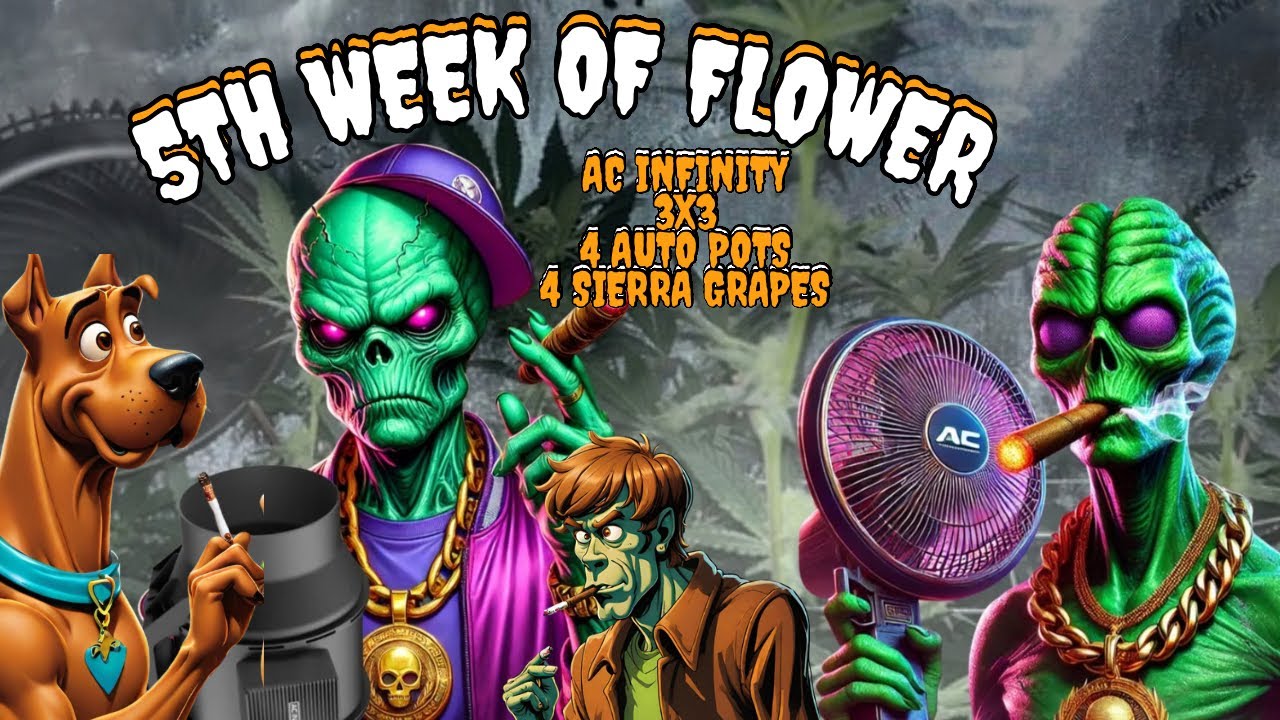 Week 5 of Flower: Using Double Trellis Nets & Autopots for Big cannabis yield in AC Infinity Tent!&rdquo;