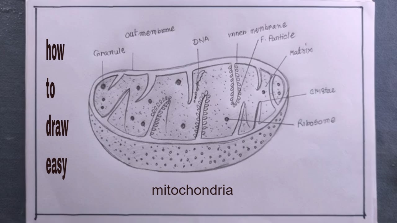 how to draw mitochondria/mitochondria drawing