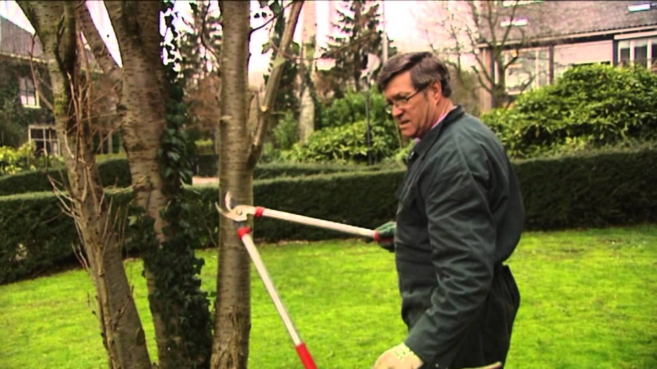 Het Wonder Van Wamel