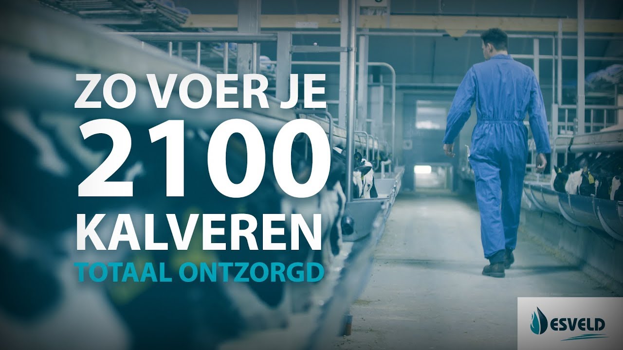 Hét voersysteem voor de kalverhouderij