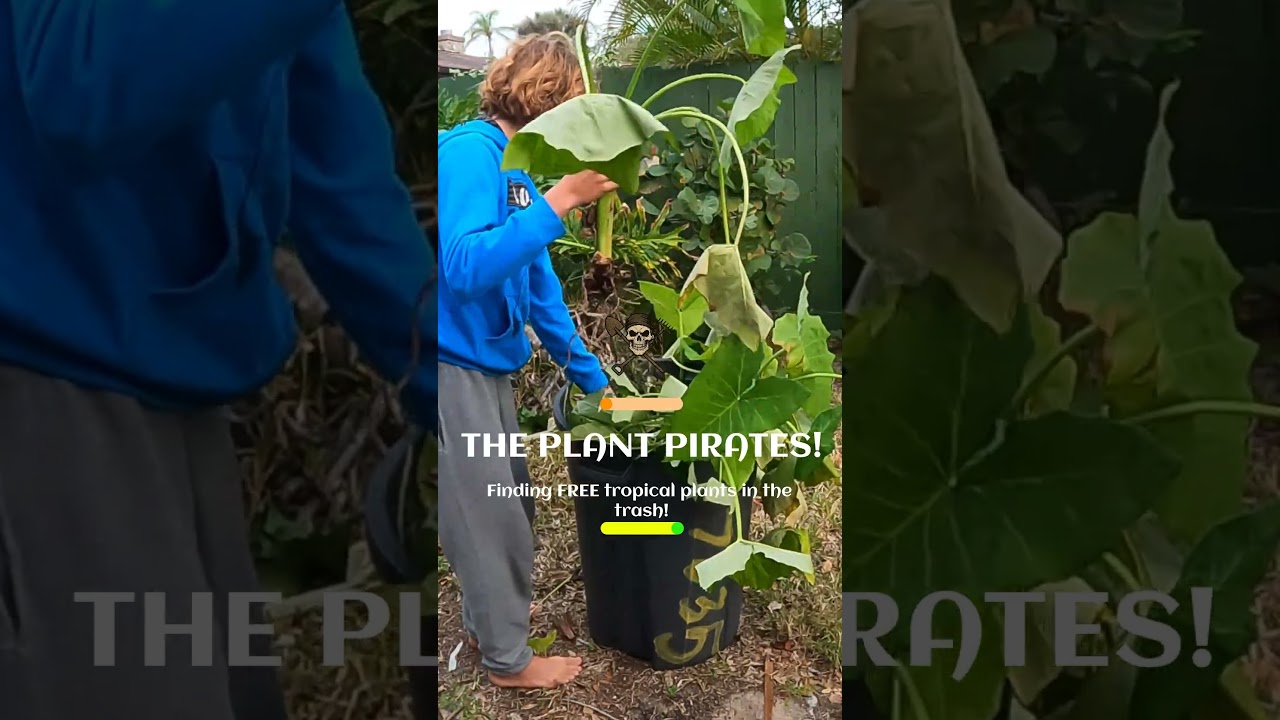 We found a WHOLE TRASH CAN full of free giant tropical Elephant Ear plants on the side of the road!