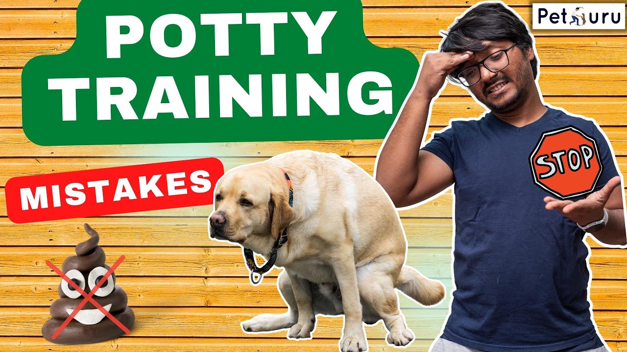 Puppy Potty Training MISTAKES vs. Proven Methods
