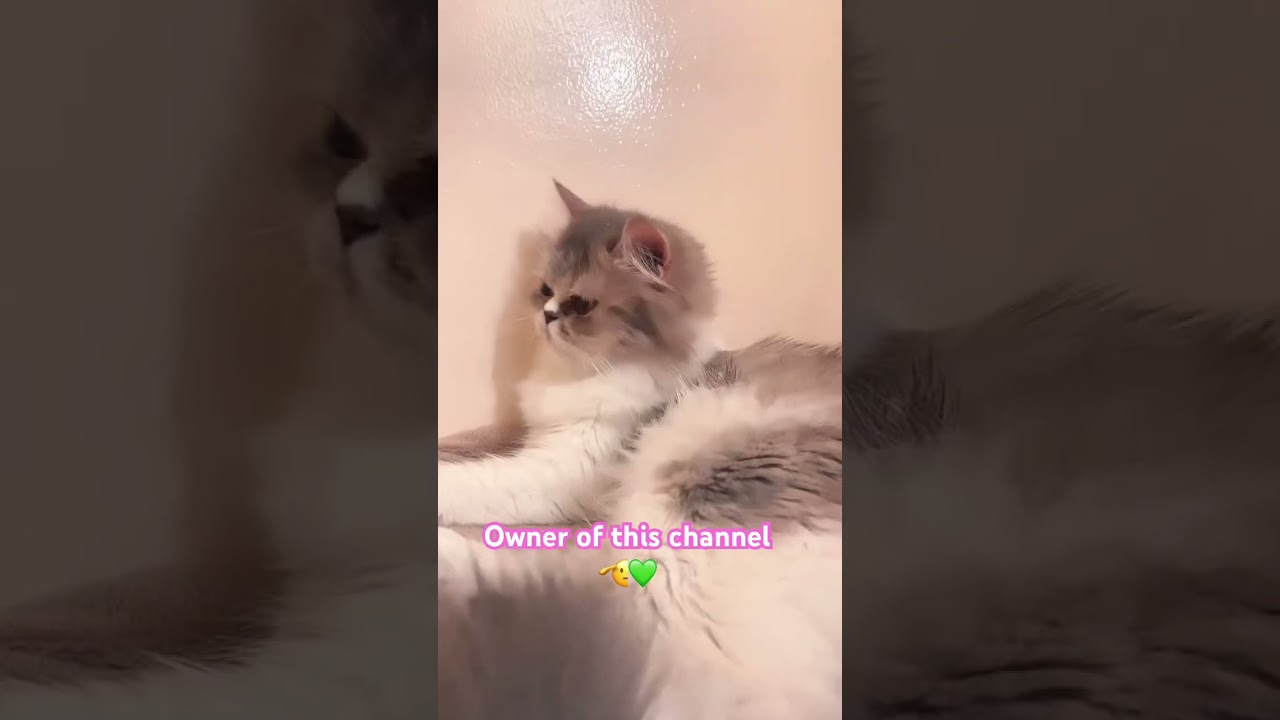 Proud owner of youtube channel #aivideo #cat #adorably #funny #adoreble #coolvideo