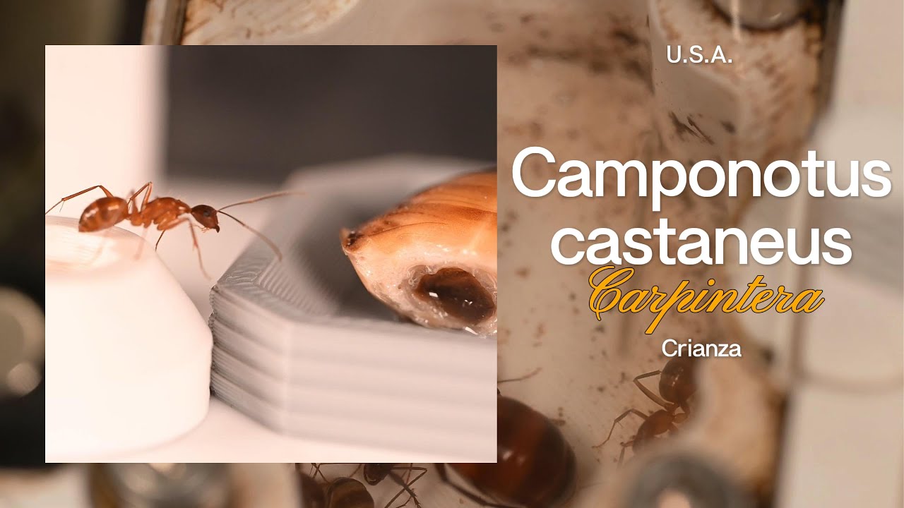 🪵 Camponotus castaneus: la hormiga carpintera castaña de Norteamérica