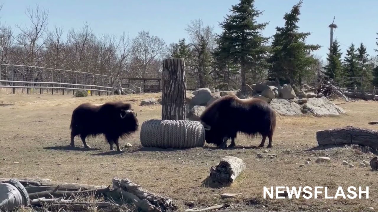 Muskoxen Fight A Bale Of Rope At Zoo