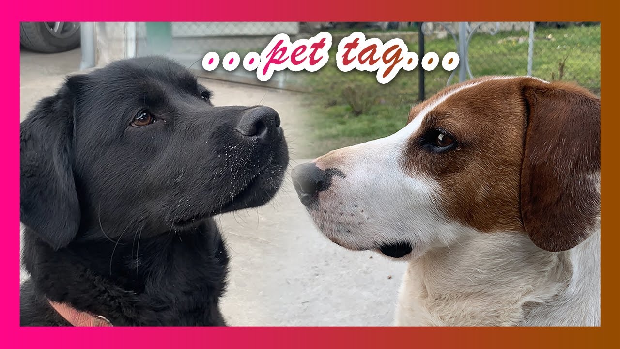 Roki & Aksa - PET TAG