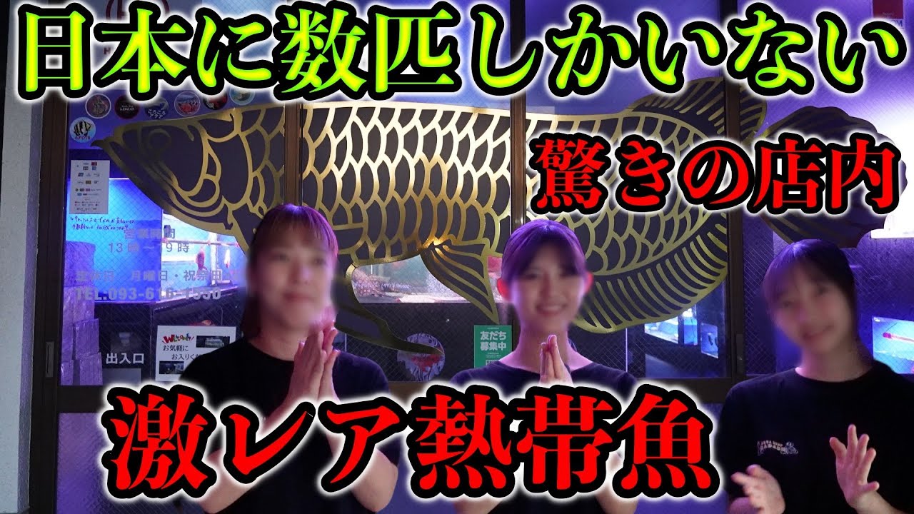 日本に数匹！激レア熱帯魚ラッシュ！クロスベリー　プラチナ　特殊個体　福岡北九州市アクアショップバダス『アロワナ』『エイ』『ダトニオ』『ガー』