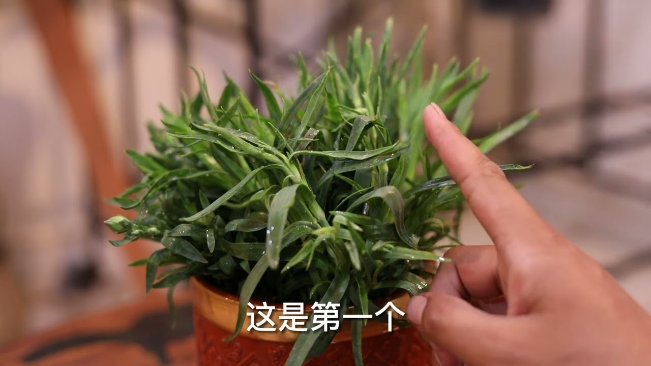 康乃馨怎么养？园艺师教你，康乃馨的详细养护技巧