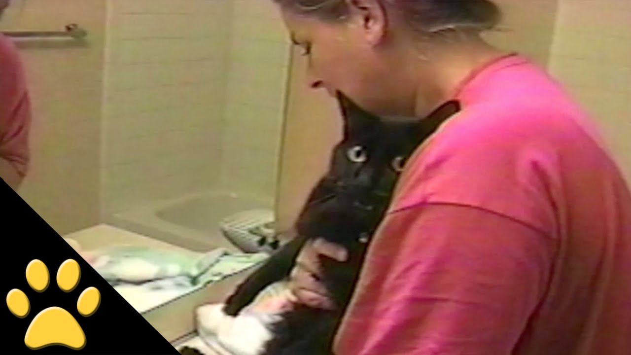Talking Cat Really Does Not Want A Bath