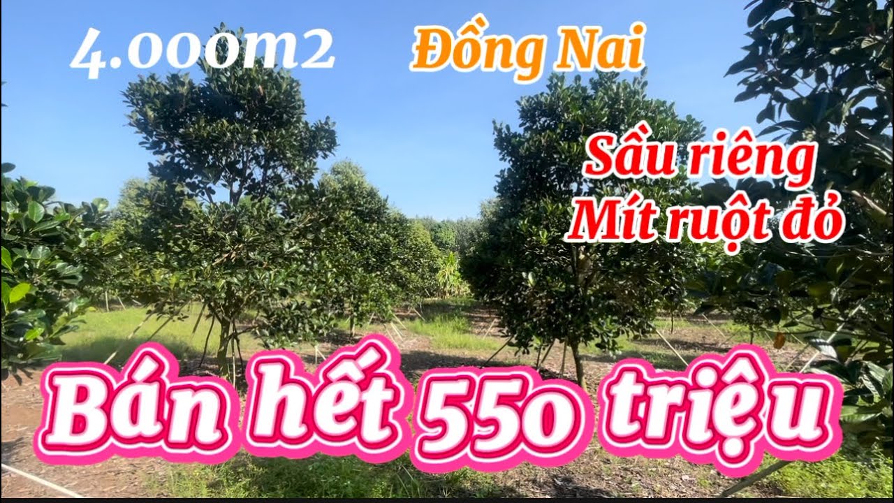 Cần bán vườn sầu riêng + mít ruột đỏ hệ thống tưới đầy đủ 4sào giá bán hết 550 triệu đồng Nai 