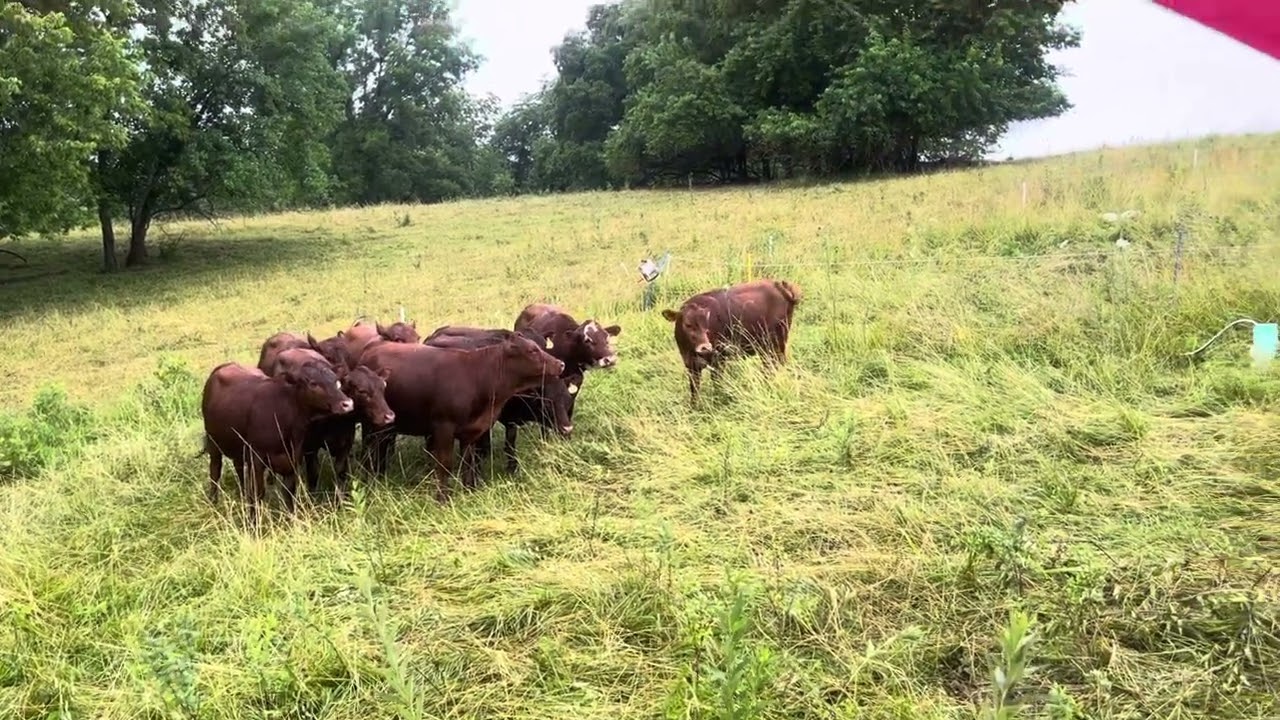 Greg Judy with some eight 15-month-old South Poll heifers looking for a home.