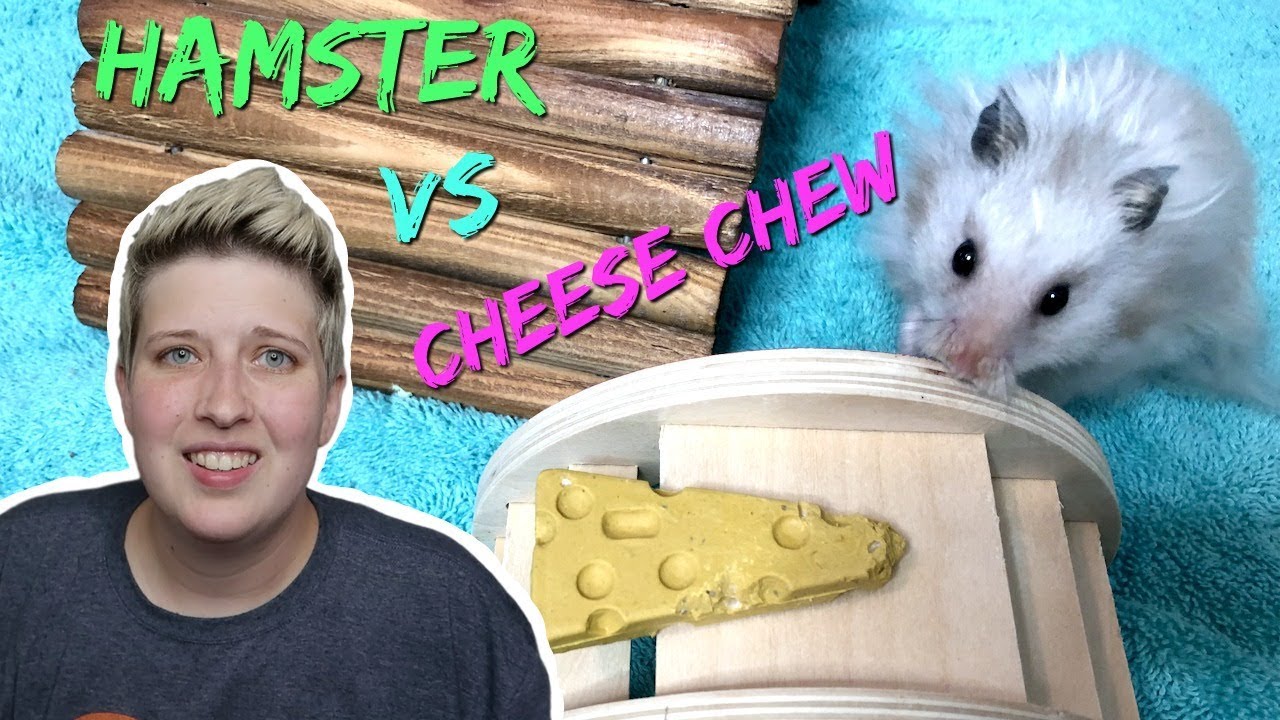 HAMSTER PLAYTIME ft. MR. FLUFFYBUTT