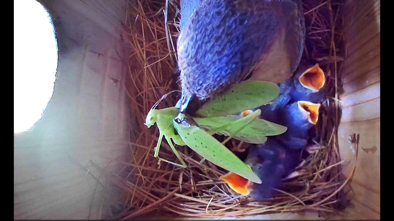Bluebird Chicks August 2025
