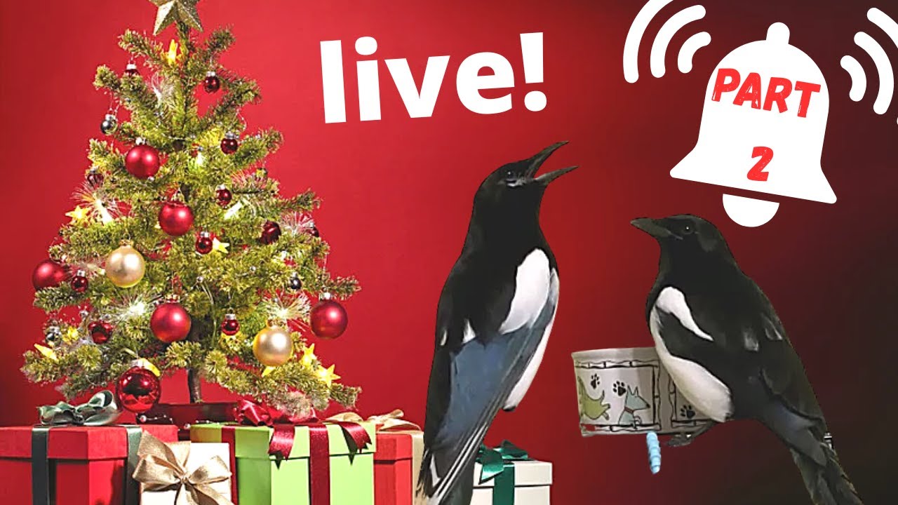 Christmas live part 2