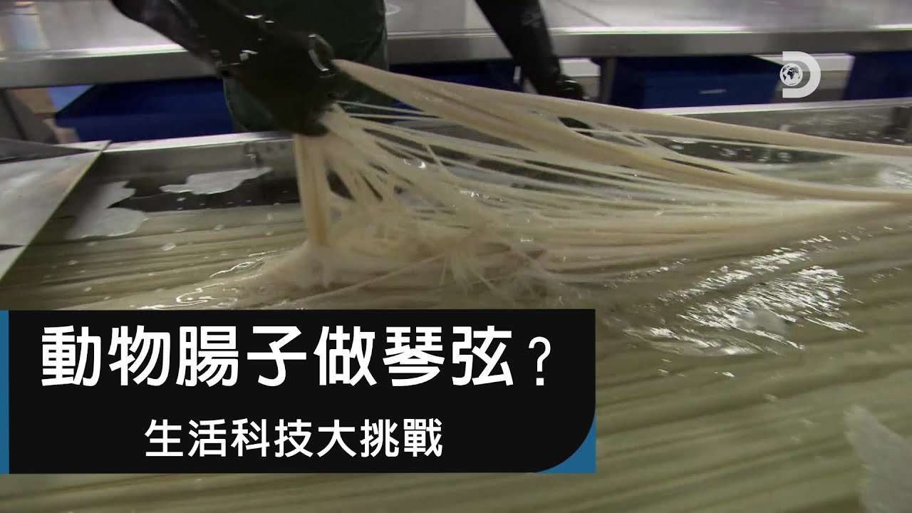 乳牛腸子做的琴弦竟是專業音樂人欽點標配？！袋鼠皮如何決定成機車好手的生死關鍵？  Discovery X 3M《生活科技大挑戰》由你做主！