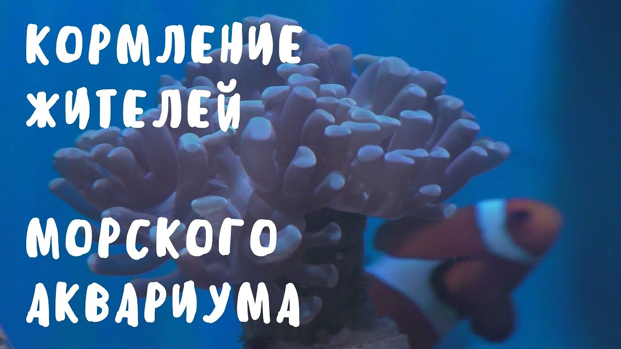 Часть 21 Кормление  обитателей морского аквариума