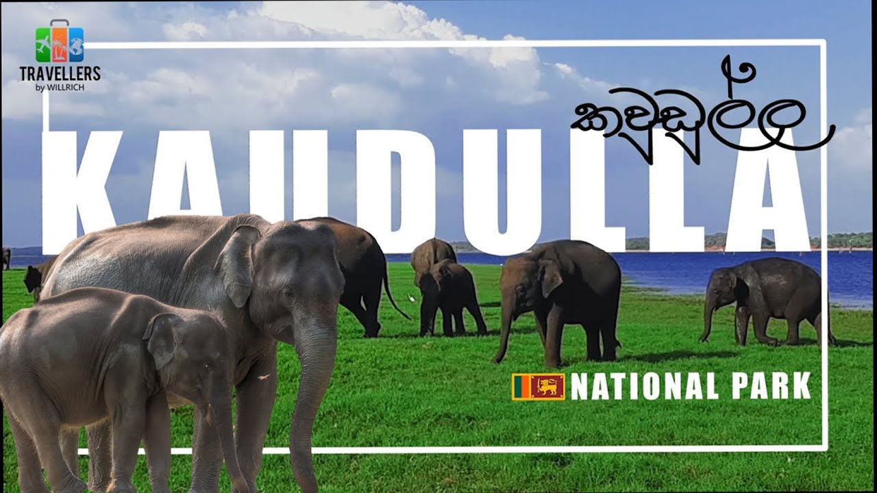 Kaudulla National Park | BEST Elephant Experience in Sri Lanka | Travellers by Willrich