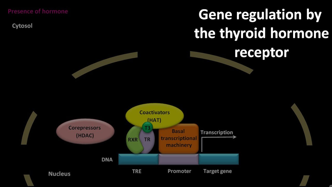 HDAC , HAT , thyroid hormone receptor mediated gene regulation
