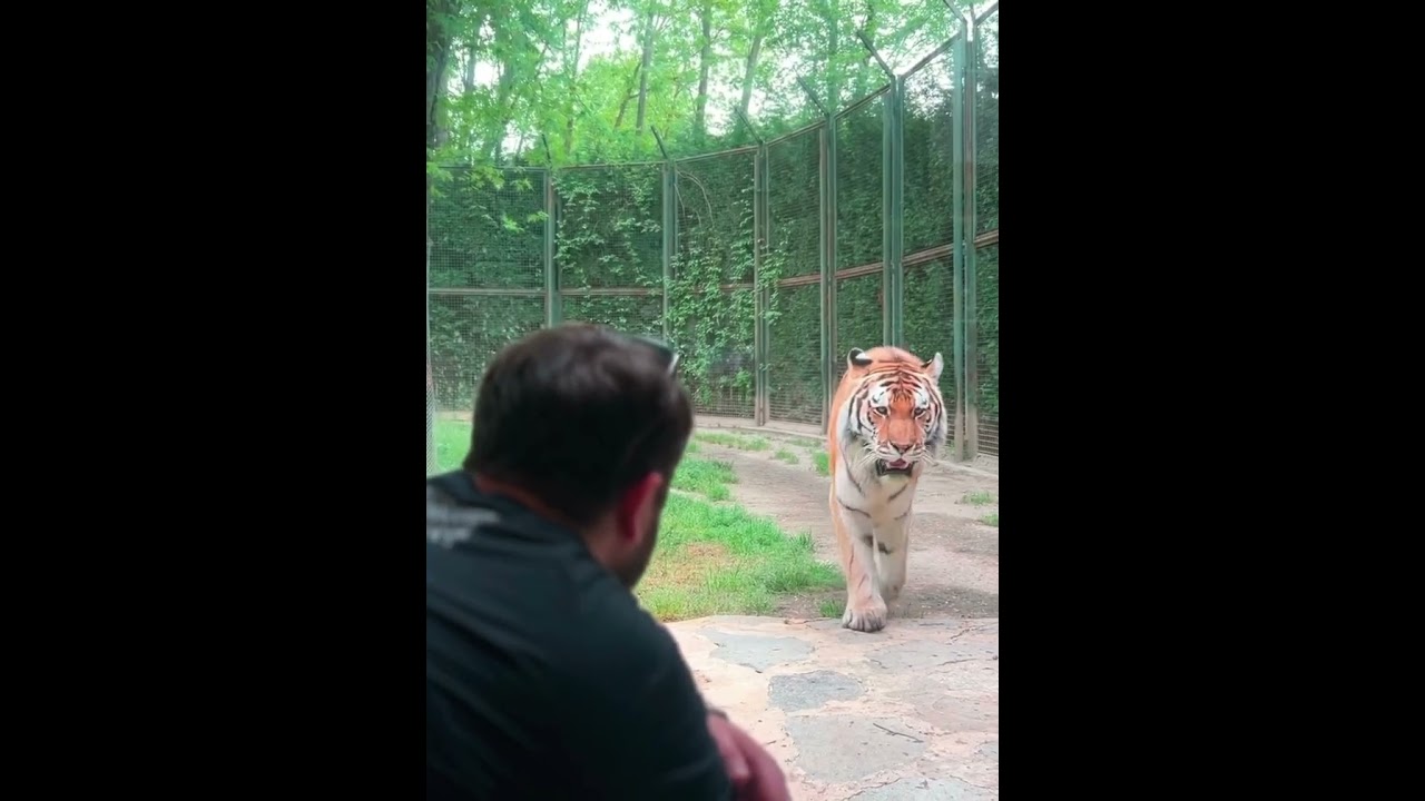 Sibirya Kaplanıyla ilk karşılaşma sahnem  #shorts #tiger #amurtiger #wildlife