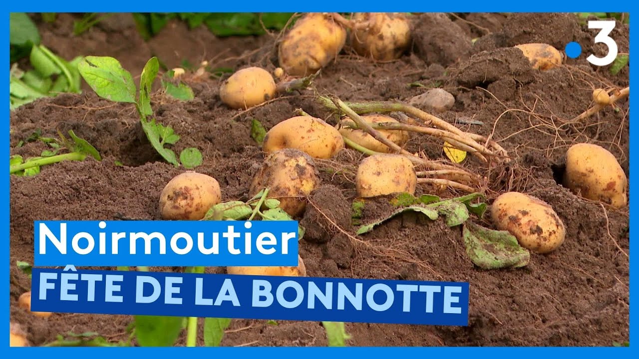 Vendée : la Fête de la Bonnotte à Noirmoutier lance la récolte