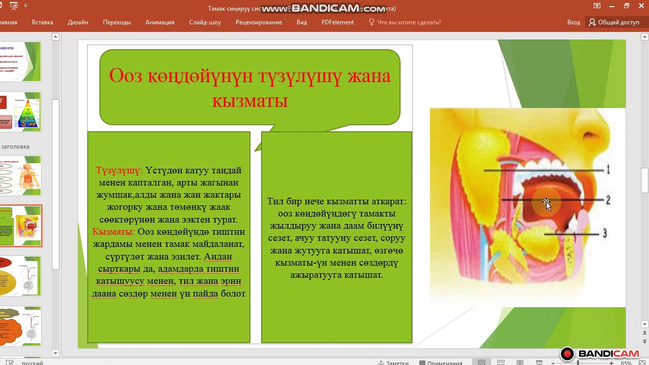 БатМУ, КТК. Тема: Тамак синирүү системасы (Окутуучу Базарова Н.А.)