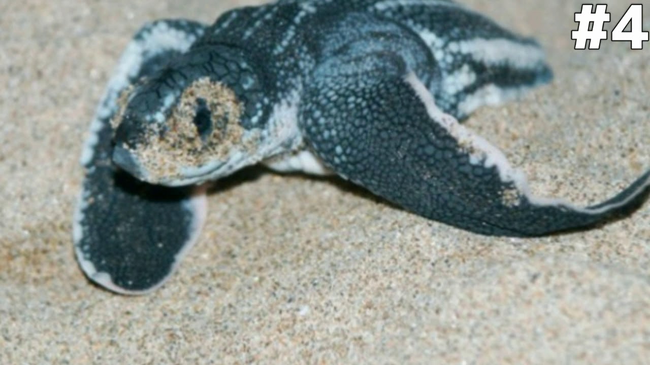 Gjallesat ne Zhdukje | Fakte interesante shqip|