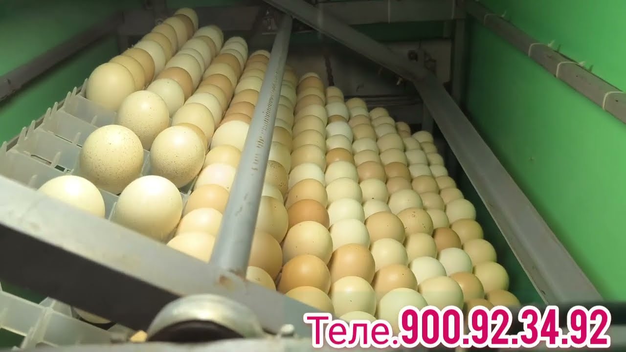 срочна дромада бинед Ана Ира мехнат Меган мурги ламан бравн дар фуруш теле.900.92.34.92