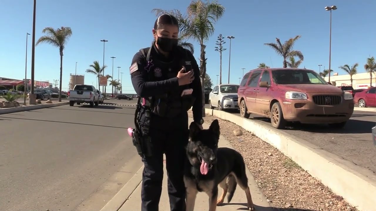 Hugo se retira, el agente canino que cuidó Ensenada con lealtad y valentía