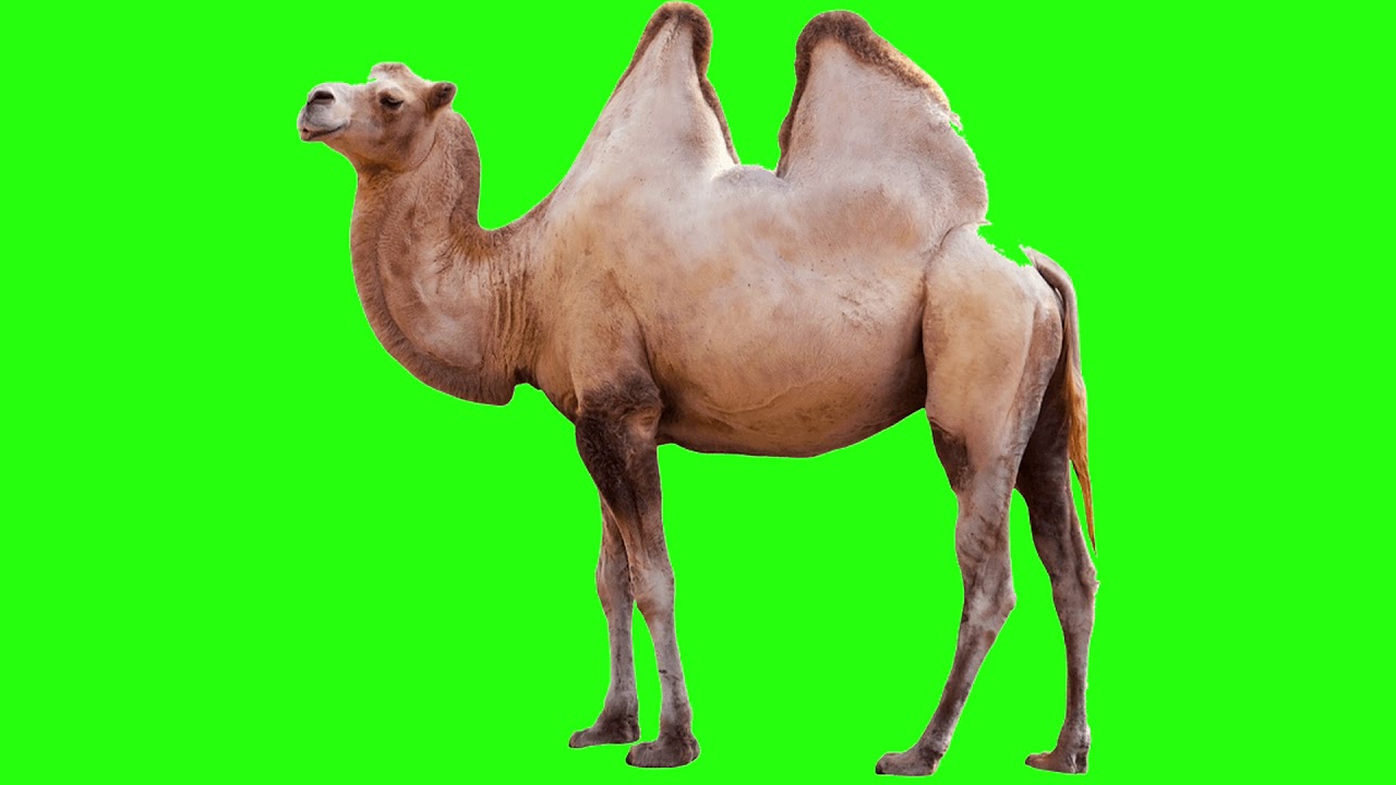 green Screen Camel #short