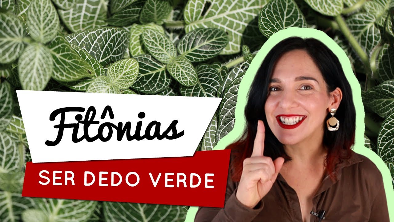 Ser dedo verde: Como cuidar de Fitônias