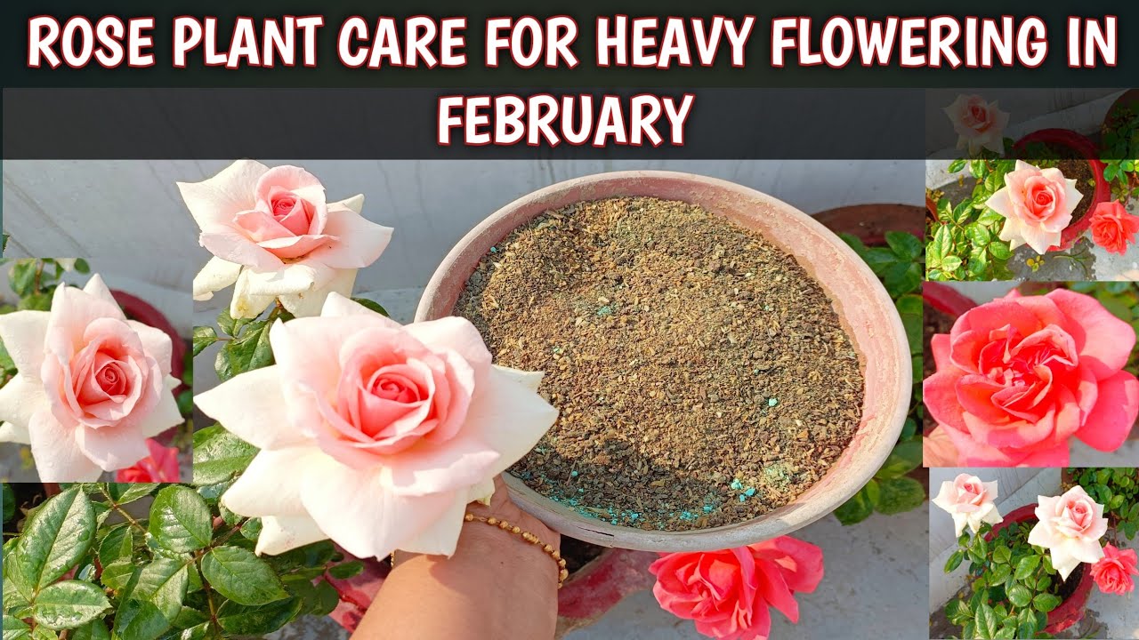 ROSE PLANT CARE FOR HEAVY FLOWERING IN FEBRUARY | CARE OF ROSE IN FEBRUARY 😍🌹