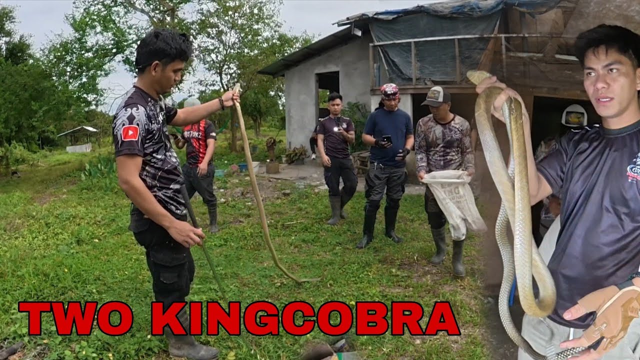 DALAWANG KING COBRA SA LUMANG BAHAY#cobraprince 