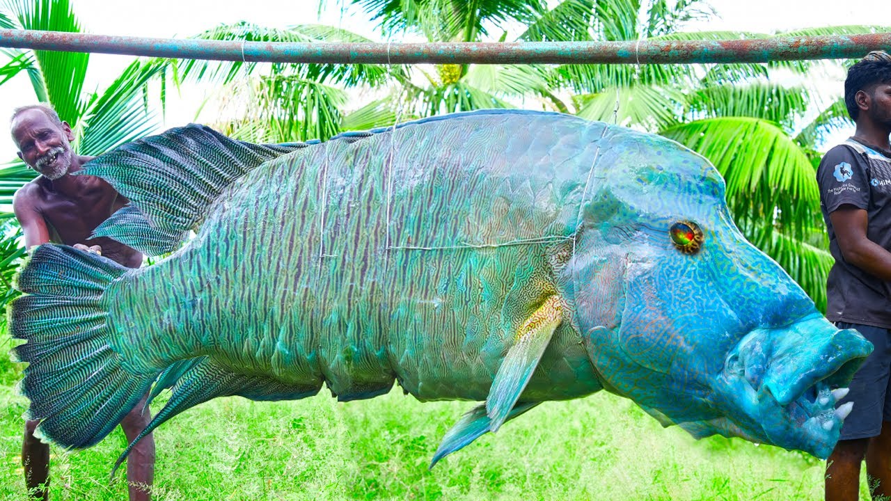 WORLD LARGEST PARROT FISH RECIPE | கிளி மீன் கடல் அரக்கன் | Village Grandpa |Cutting And Cooking