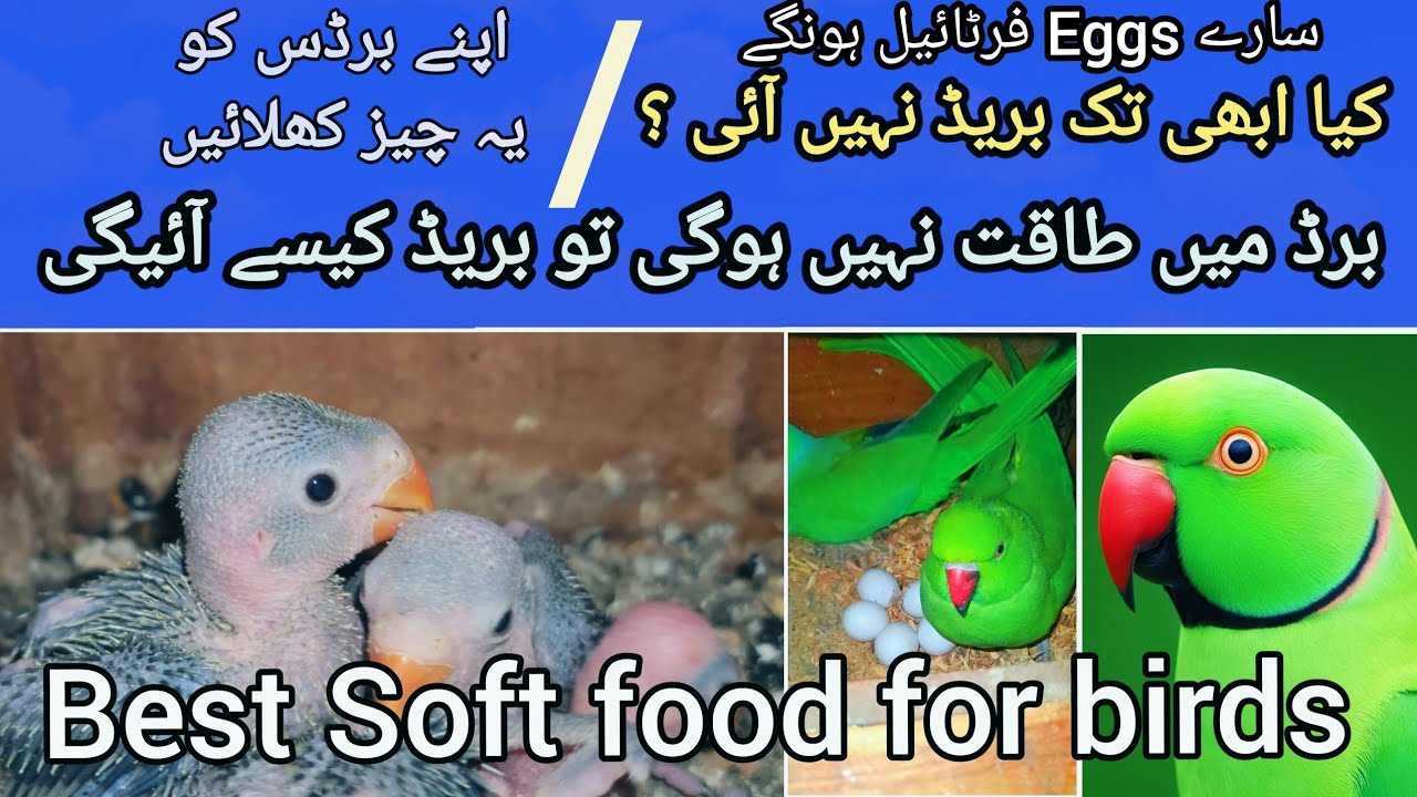 Secret Soft Food Recipe for Super Breeding | Ringneck Parrot Breeding Tips 🦜🔥