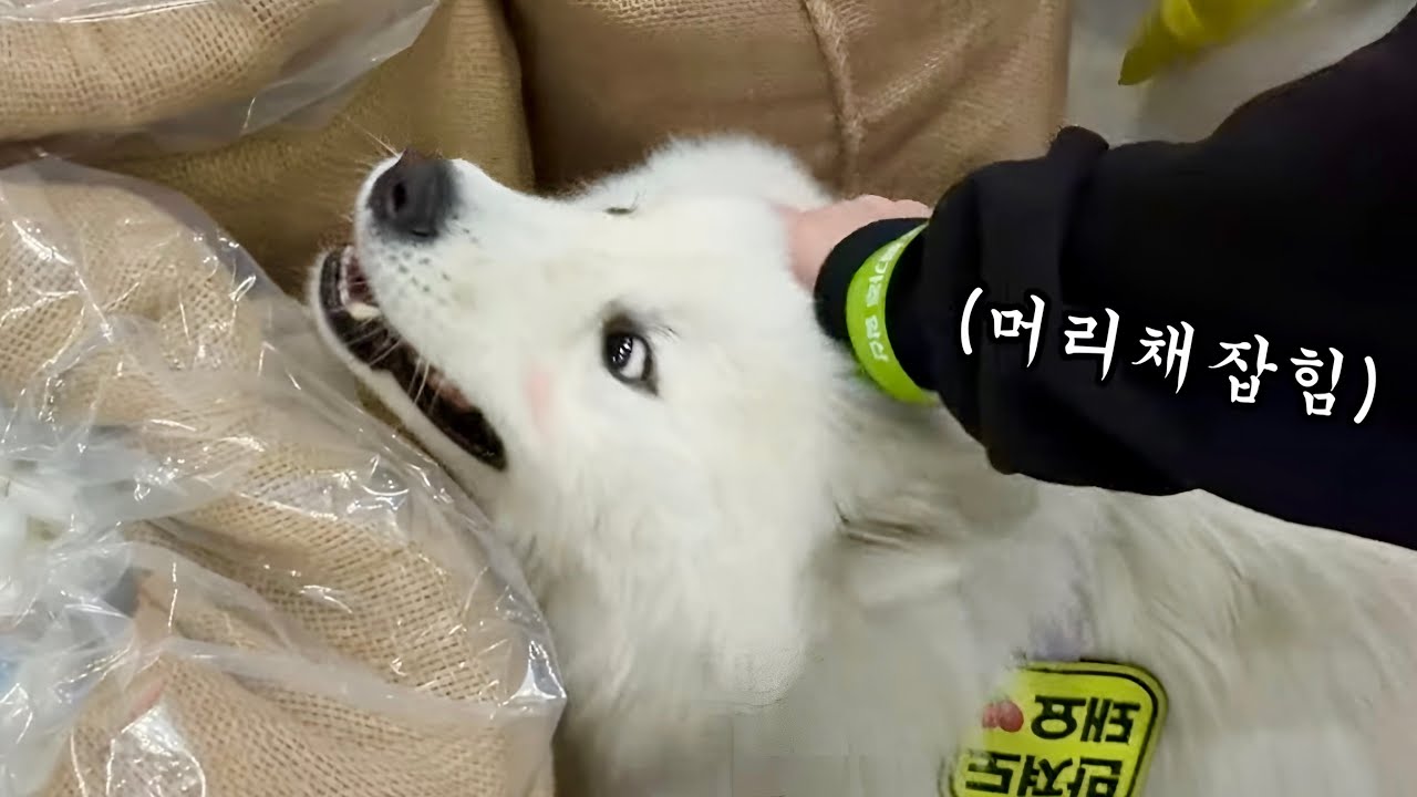 Собачьи говяжьи кости ASMR Dogs Mukbang