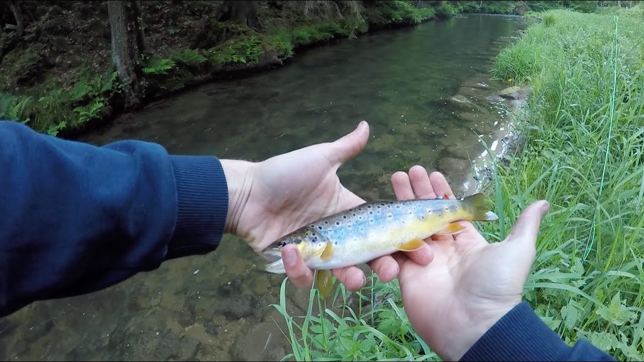 Das erste mal Fliegenfischen! Bachforellen in der Sächsischen Schweiz