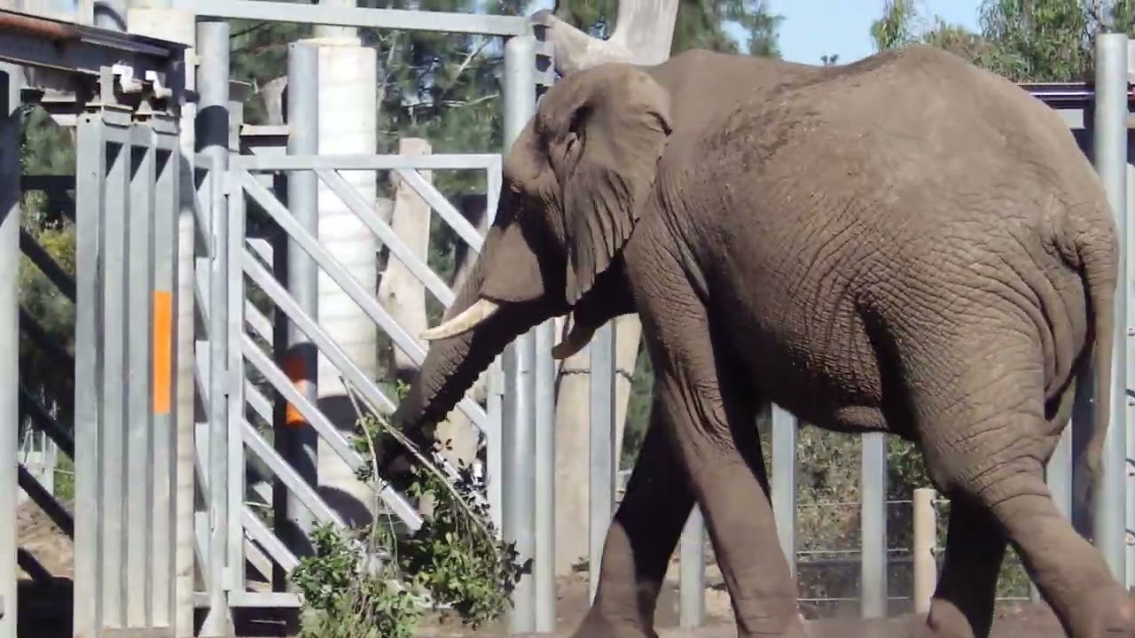Elephant Time